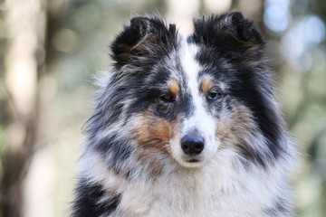 Sheltie portrait in the nature outside.