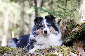 Sheltie portrait in the nature outside.