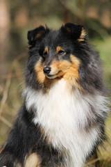 Sheltie portrait in the nature outside.