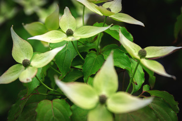 White beautiful, unusual flowers, on a green background. Web banner, copy space.