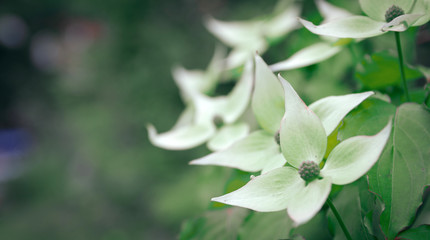 Obraz premium White beautiful, unusual flowers, on a green background. Web banner, copy space.