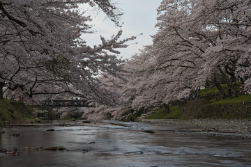 京都亀岡　和らぎの道　七谷川沿いの桜