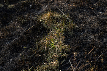 Green and yellow grass among burned grass. Dry and black branches and earth. Front view
