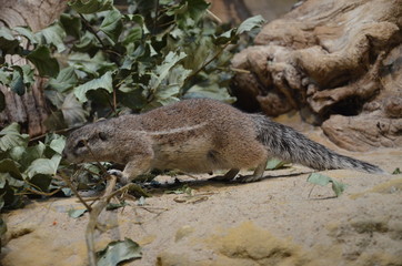 Ground squirrel standing on sand