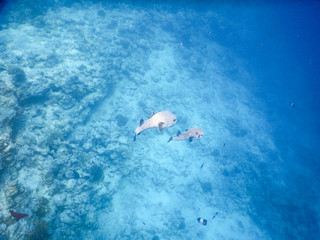 small spotted puffer