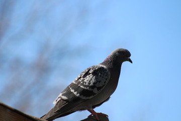 pigeon
