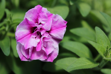 pink and purple flower