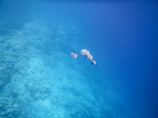 small spotted puffer