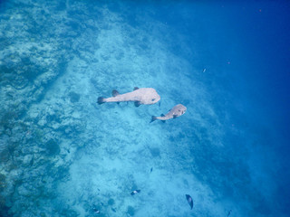 small spotted puffer