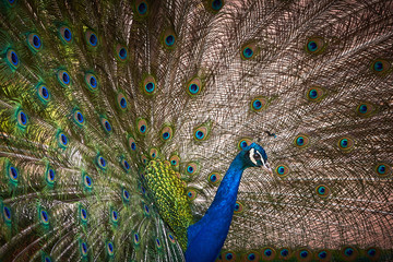 Obraz premium Indian peafowl with open train (Pavo cristatus)