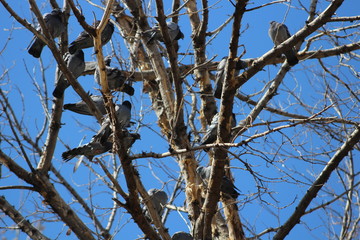 autumn tree and pigeon