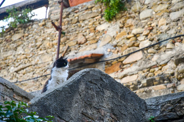 Low angle view of a black and white cat looking around from the top of an old stone wall, Italy