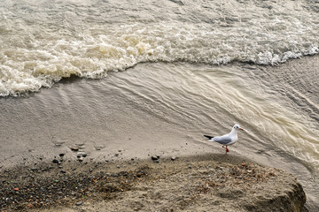 High angle view of the water's edge of a beach with a little gull (Hydrocoloeus minutus or Larus minutus) standing on the sand, Liguria, Italy