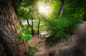Bench and table in deep forest with sunset above.