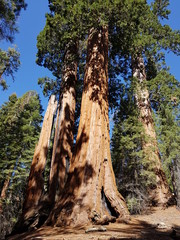 old tree in forest in sequoia national park California , usa