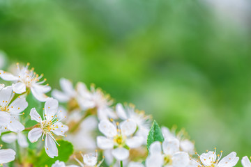 spring background white cherry blossoms. copy space