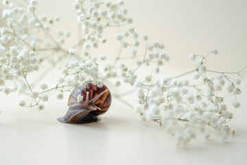 Dark brown Achatin with a spiral shell crawls among beautiful white flowers on a bright clear day. Extreme closeup macro healing mucus and anti-aging slime of Giant Snail. Concept of purity, copyspace