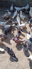 Fototapeta premium pigeons on the beach