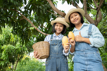 Young girl checking quality and keep the produce of mango local farm. A farmer is a profession that...