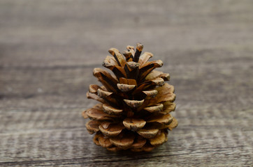 A single pine cone flower