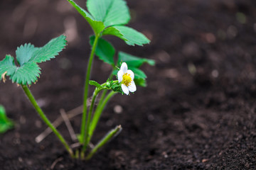 strawberry bush with flower on the garden bed