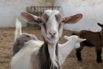 una graciosa cabra de grandes orejas