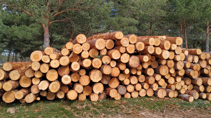 Freshly cut pine trunks in the north of the province of Palencia, Spain.