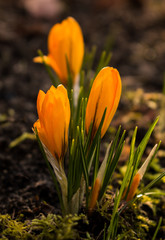 Obraz premium Blühende orangefarbene Krokusse.