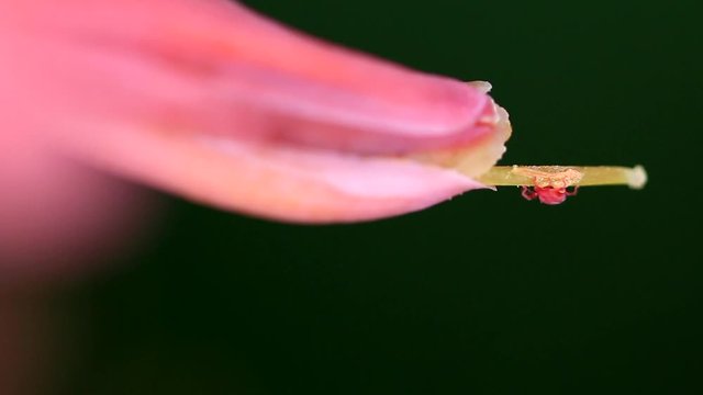 Araign&eacute;e rouge, t&eacute;tranyques
