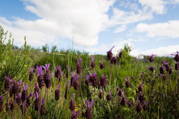Paisaje con lavanda silvestre.