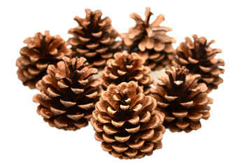 Group of Pine cones isolated white