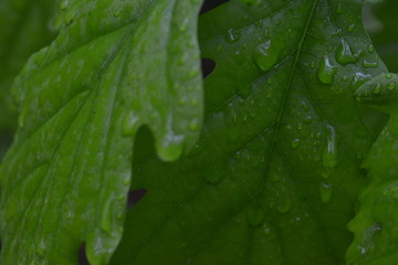 green leaf with water drops