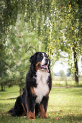 Bernese mountain dog in green park background. Active and funny bernese.	