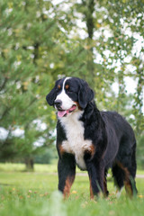 Bernese mountain dog in green park background. Active and funny bernese.