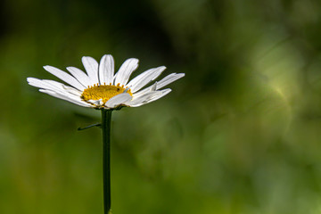 A white Camomile growing in a field