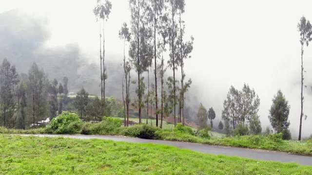 landscape with trees and foggy mountain