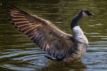 a wild goose streching its wings