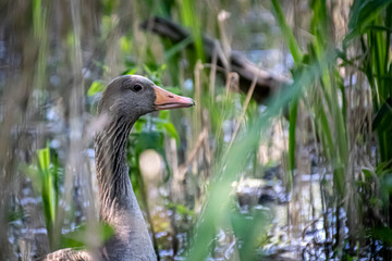 a wild goose hiding in the grass
