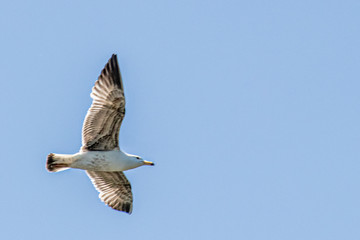 a seagull soaring on the wind
