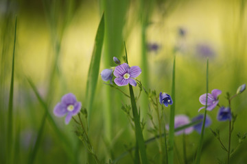 tiny magical purple flowers in grass 