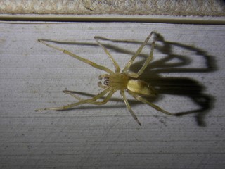 a spider and its shadow on a book