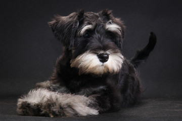 Miniature schnauzer dog lies on a black background