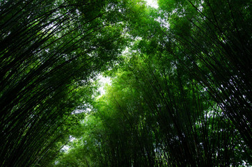 Fototapeta na wymiar Bamboo in the forest nature in dark tone for background.