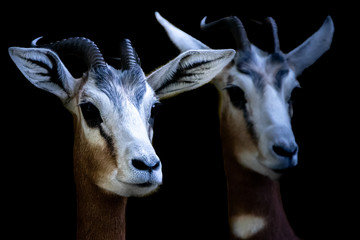 two african mhorr gazelles