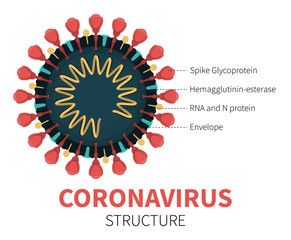 Flat vector illustration of cutaway coronavirus internal structure showing Spike Glycoprotein, Hemagglutinin-esterase, RNA and N protein and Envelope. Close-up view of red COVID-19 with description.