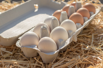 Huevos blancos y negros en hueveras de gallinas criadas en libertad en una granja