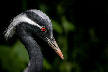 portrait of a demoiselle crane