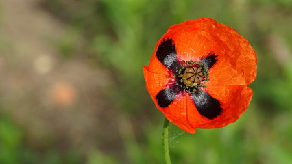 red poppy flower