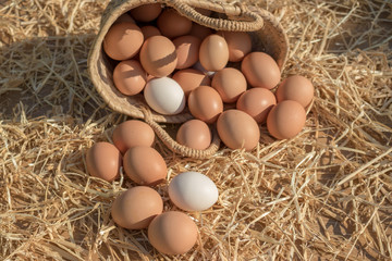 huevos ecológicos en una cesta de mimbre 