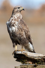 Common buzzard, Buteo buteo, vertical shot of an individual perched on a log on a uniform background.